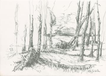 Small pencil drawing of the stems of birch trees. Two stems lying on the ground, a third fallen over, leaning on others. 