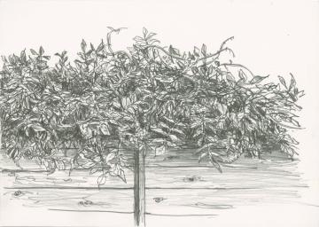 A pencil drawing on A5 paper in landscape orientation. The many twines and leaves of a wisteria are leaning on and hanging over a wooden fence.