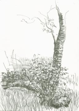 Pencil drawing. A fallen birch tree stem, a birch tree and young birch shoots around it.