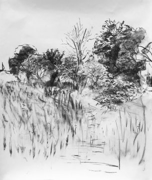 A charcoal drawing looking over a field of long grass with different types of trees further back.