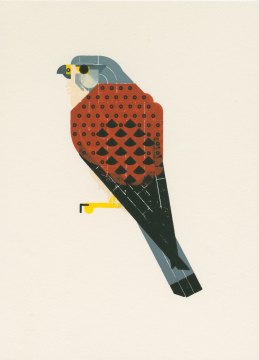 Bird print: Common Kestrel with gray head, brown back with black dots, black wingtips and a grey tail.