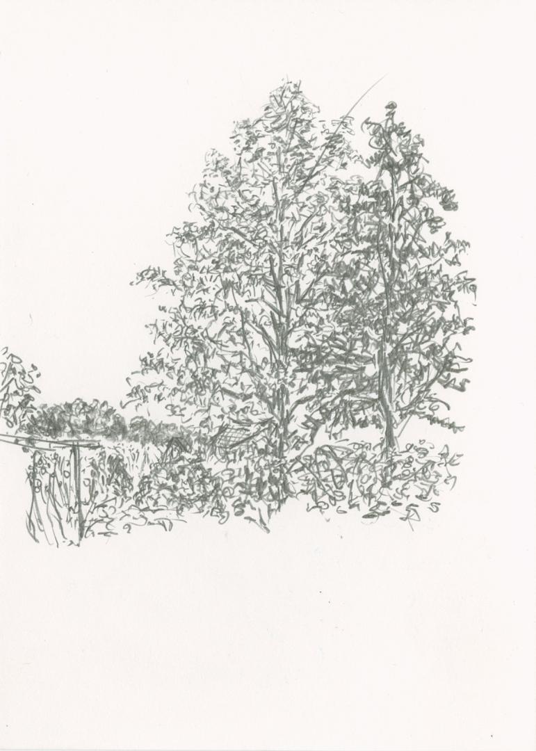 Pencil drawing of two trees next to eachother. On the left a T-shaped pole: the clothes line.