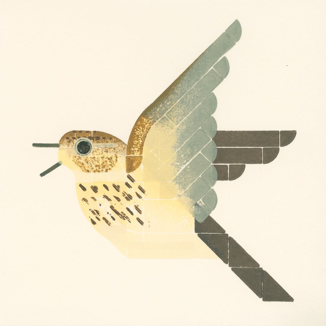 A light yellow and brown speckled bird singing while flying.
