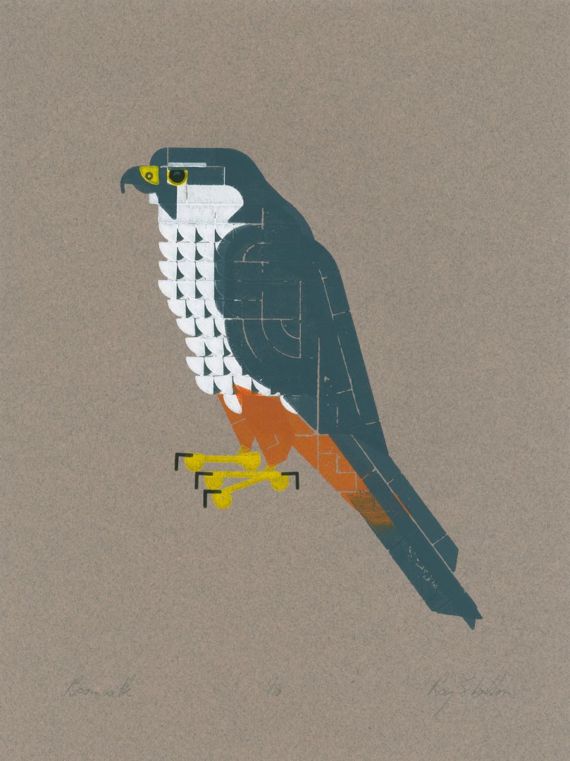 A falcon seen from the side. Blueish gray head, back and tail. White chest with dark spots. Rusty red 'pants' and white cheeks.