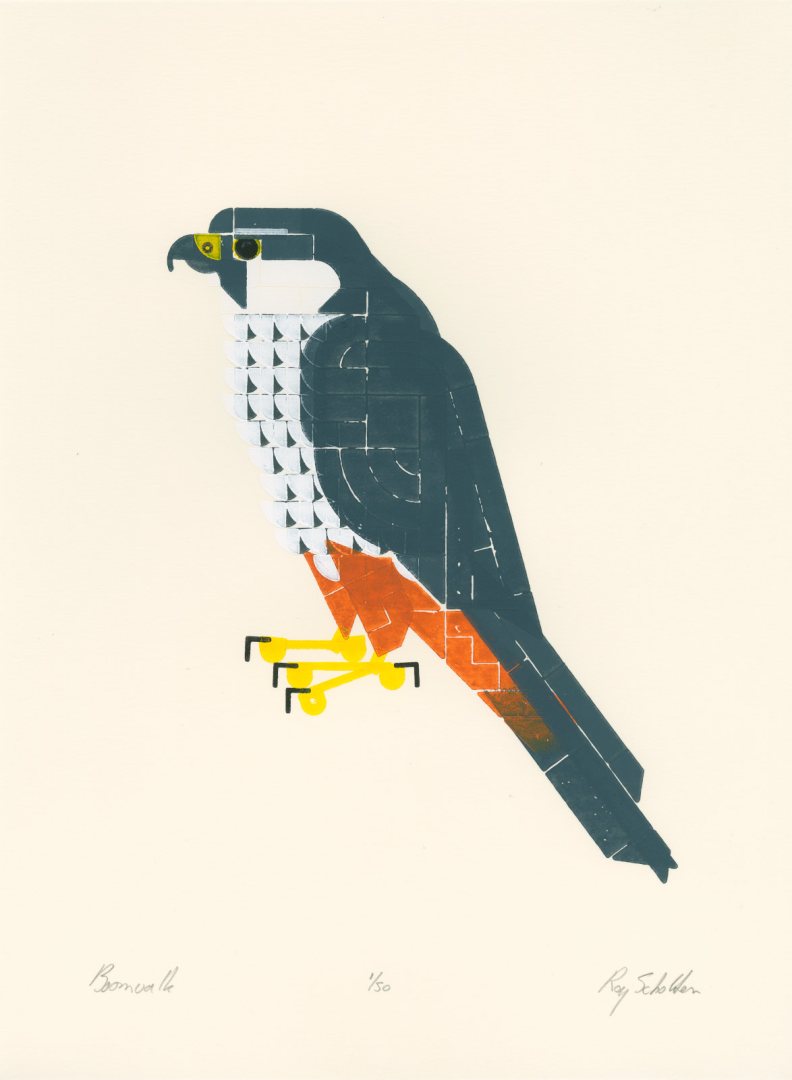 A falcon in blueish slate gray with white belly, rusty red pants and white cheeks on off-white paper.